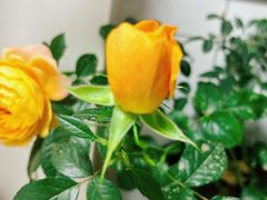 -中环花鸟鱼虫市场