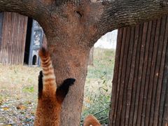 -合肥野生动物园