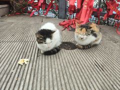 -抱犊寨风景区