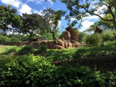 -奥兰多迪士尼动物王国乐园