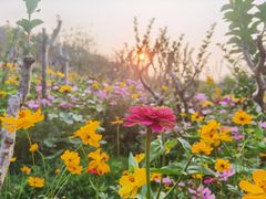 -深圳仙湖植物园