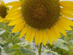 -光明小镇欢乐田园