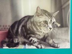 -美联众合动物医院·24h转诊中心