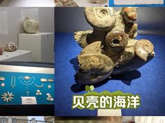 -青岛贝壳博物馆