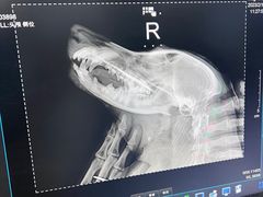 -瑞派·关忠动物医院·异宠专科·犬猫肿瘤·皮肤专科(望京店)