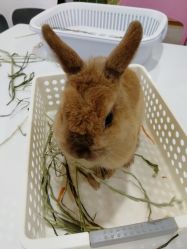 -Moni星球萌宠·小马宝莉·灵蛇·高端高阶全萌宠互动体验俱乐部(红豆国际广场店)