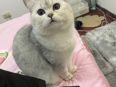 -伟伟宠物医院·瑞派猫友好医院·猫科(光谷店)