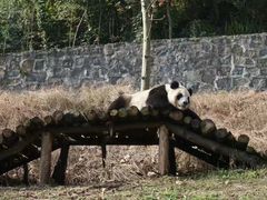 -都江堰中华大熊猫苑
