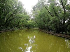 -大湾区中央湿地公园