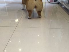 -Oh My Dog宠物沙龙(伊珊娜皮毛护理店)