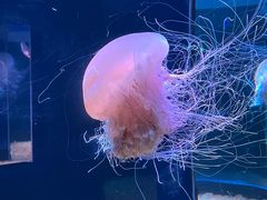 -欢乐海岸海洋奇梦馆