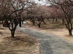 -香雪海
