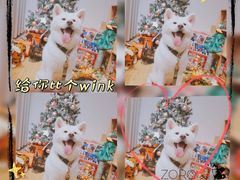 -佐罗家宠物馆·猫文化馆(紫霞路店)