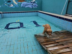 -趣玩宠物乐园寄养训犬训狗游泳池