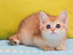 -Bastet sally猫舍购宠(静安店)