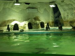 -北戴河圣蓝海洋公园