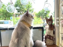 -平行世界·猫咖(首经贸店)