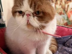-猫小院猫主题餐厅(南锣旗舰店)