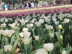 -苏州上方山国家森林公园