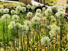 -郑州植物园