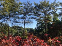 -广州市帽峰山景区
