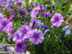 -深圳国际园林花卉博览园