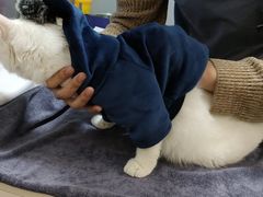 -伟伟宠物医院·瑞派猫友好医院·猫科(光谷店)