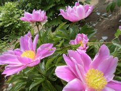 景点-上海鲜花港