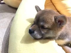 -逗柴咖啡屋·狗咖猫咖宠物桌游