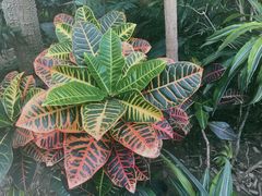 -北京植物园-展览温室
