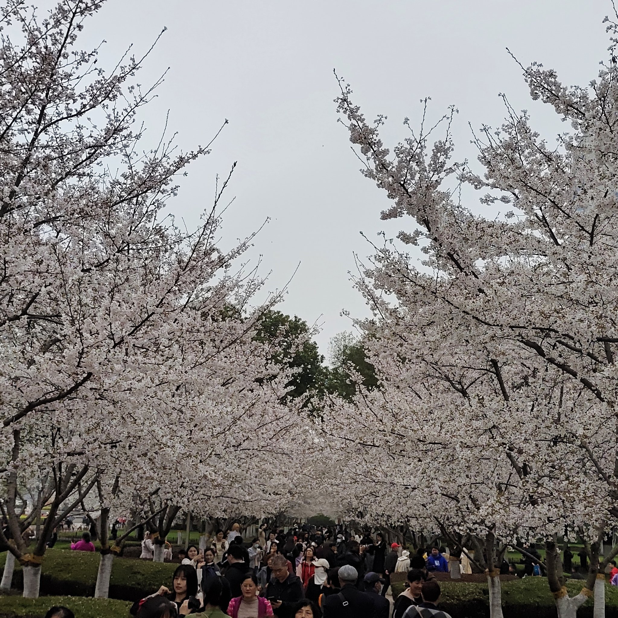 辽宁省朝阳市樱花节图片