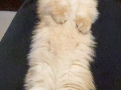 -小猫来了·猫舍(红山六九七九店)