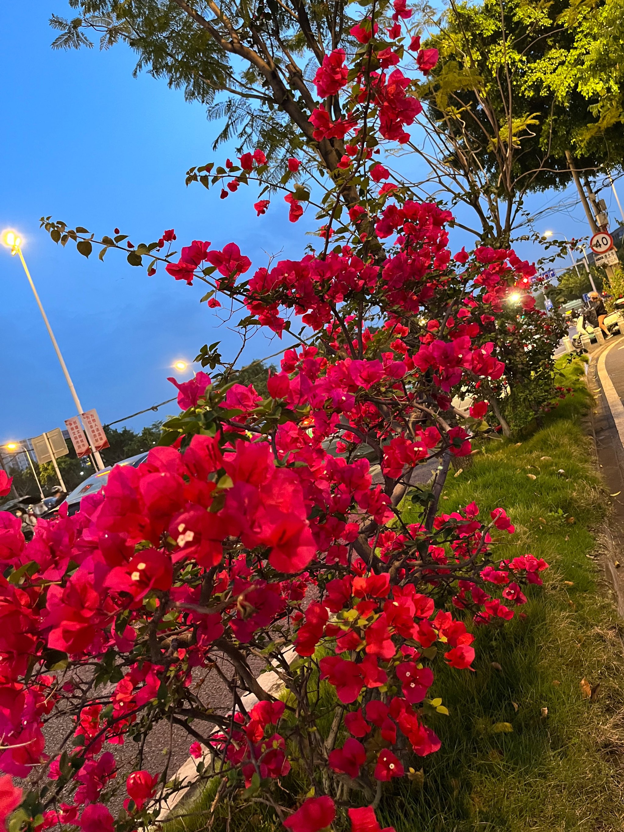 福州市市花图片