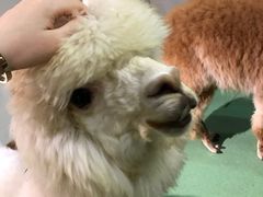 -藦茜花园宠物主题亲子互动体验馆(国顺东路店)