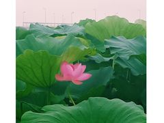 -荷塘月色湿地公园·向阳花洲
