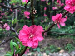 -南国桃园旅游度假区