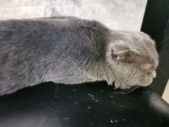 -平行世界·猫咖(首经贸店)