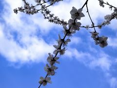 -春风习习