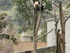 -卧龙中华大熊猫苑神树坪基地