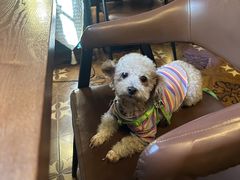 -Uncle Kosto科斯托·中东菜