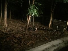 -清迈夜间动物园