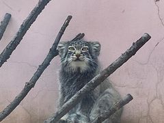 -青藏高原野生动物园