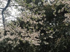 -武汉大学-樱园