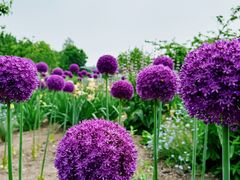 -上海辰山植物园