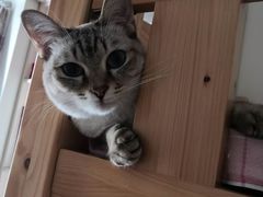 -佳怡动物医院·平价24小时·猫专科骨外科