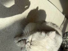 -飞行喵MR PILOT|猫舍·猫咖(静安大融城店)
