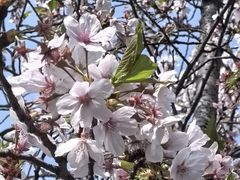 -高东镇樱花园