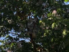 -费瑟代尔野生动物园