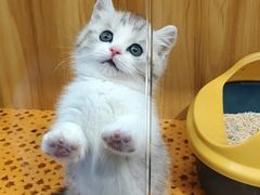 -欣宠猫屋·矮脚拿破仑·蓝金金渐层