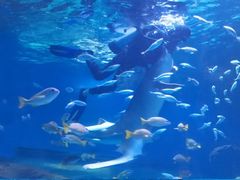 -海合安武汉极地海洋公园
